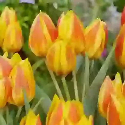 Heweri